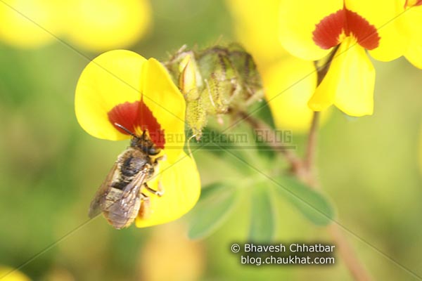 Bee on Bristly Smithia [AKA Smithia Setulosa, Motha Kawla, मोठा कवला]